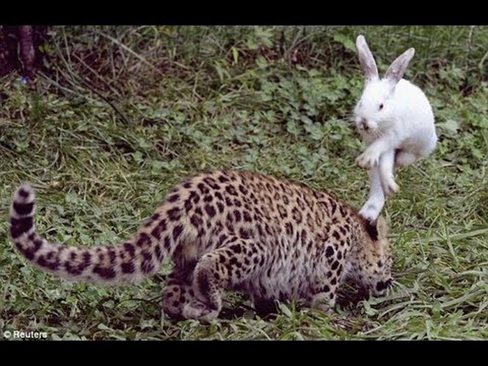 Zeko, hop..