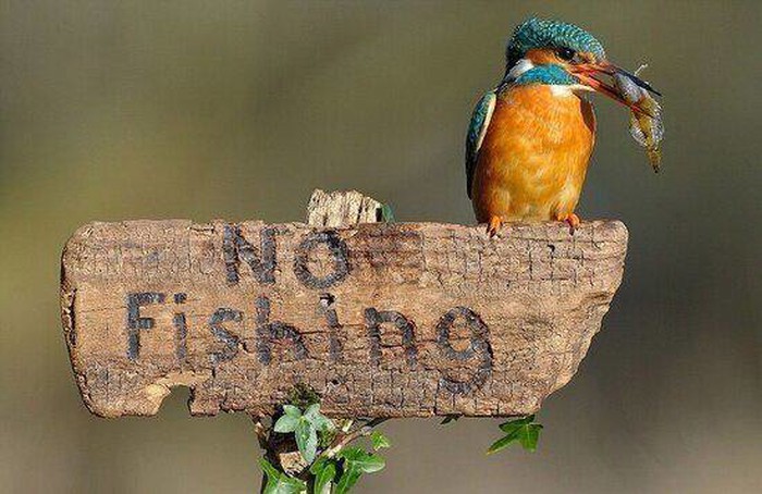 No rules !