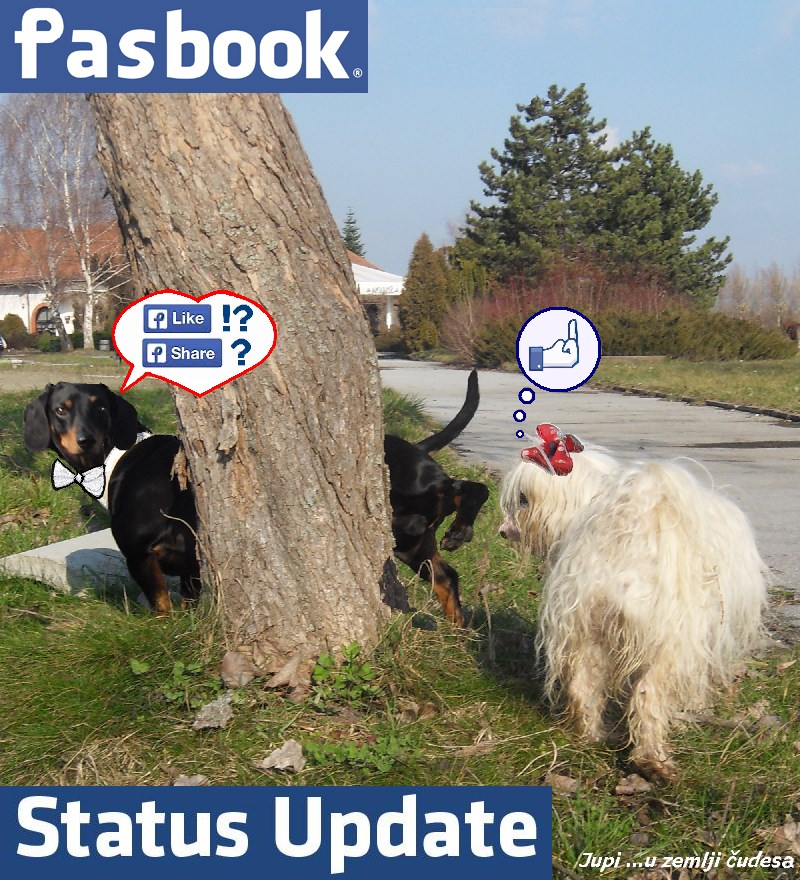 Što je muško bez statusa? (1)