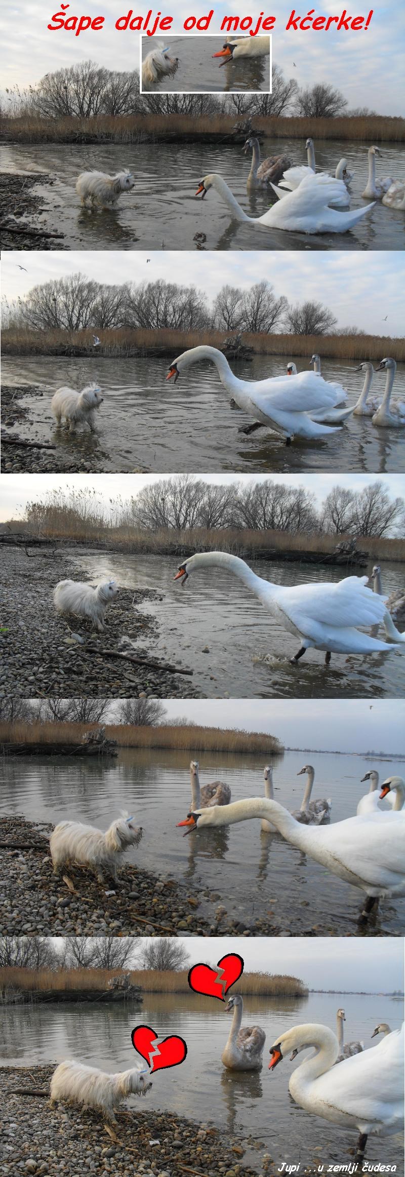 Ljubav ne poznaje granice
