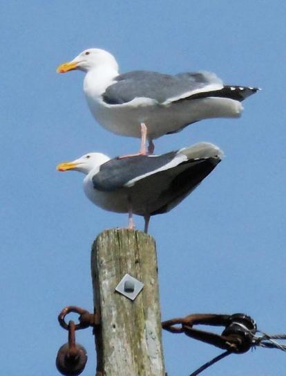 Kad se čuva gnijezdo, straža se podupla