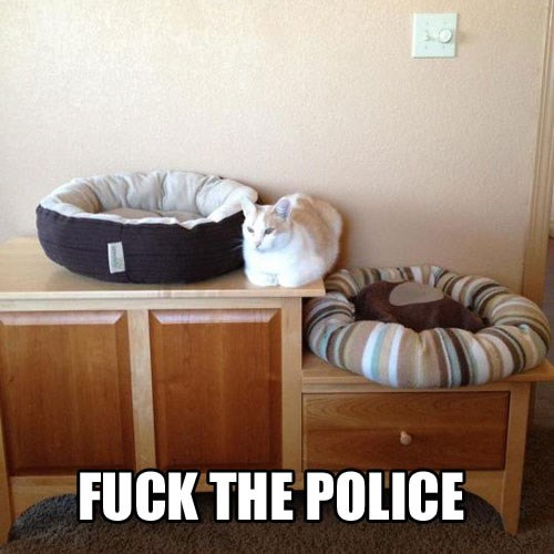 Mačke... jednostavno, mačke