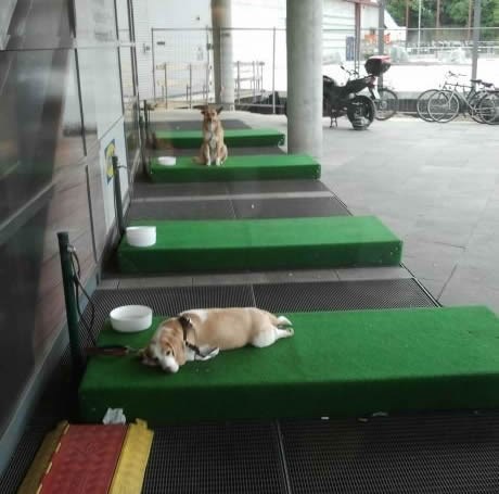 IKEA ima i parkiralište za pse