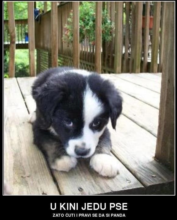 Undercover pas glumatanjem pande spašava život