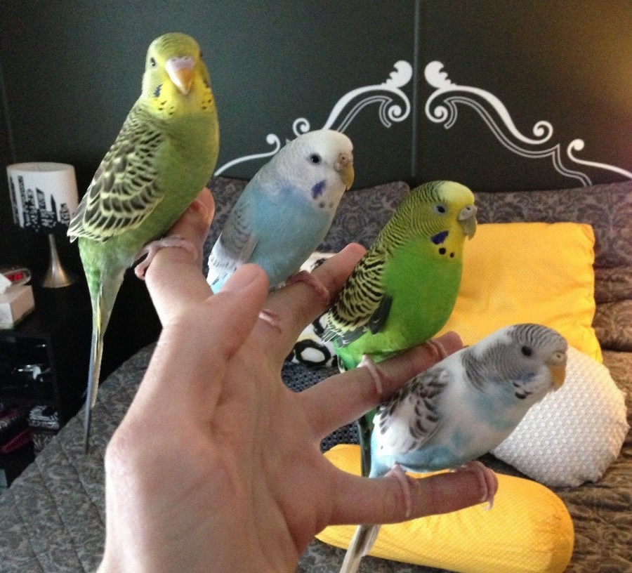 Papiga vojsko, na parove razbrojs!