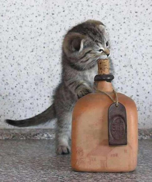 Mica pogledala Dnevnik i odlučila da je vrijeme za rakiju