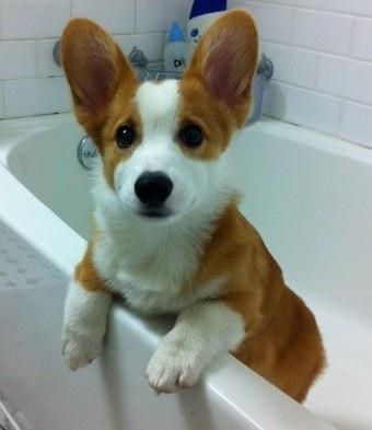 Jedini pas na svijetu koji nestrpljivo čeka kupanje