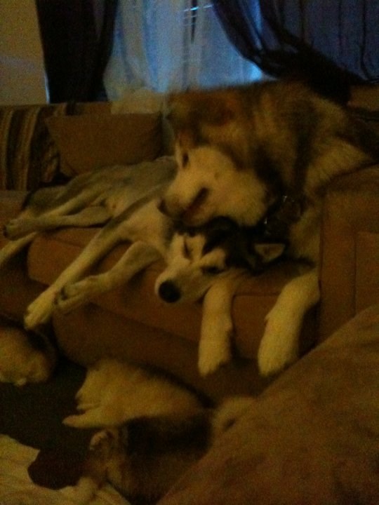 Umorni mama i tata pas sa mladuncima