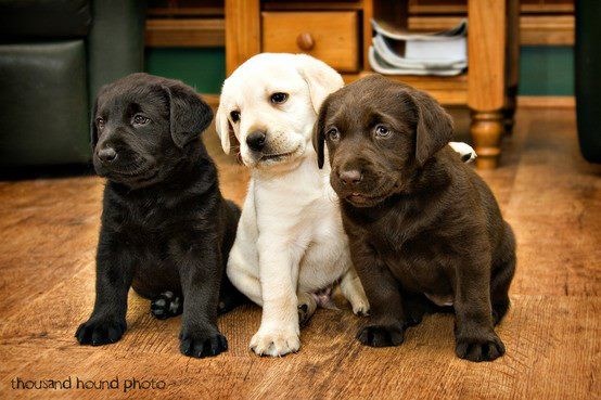 Three shades of lab