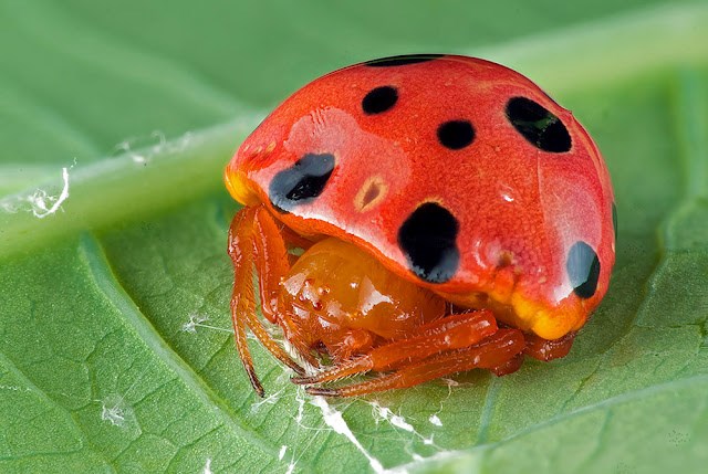 Gle, bubamara - probaj ponovo!
