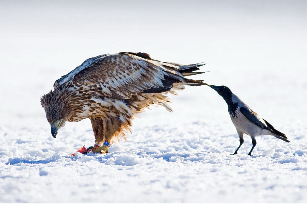 Aj sad žderi kad te zajebavam, škrtice!