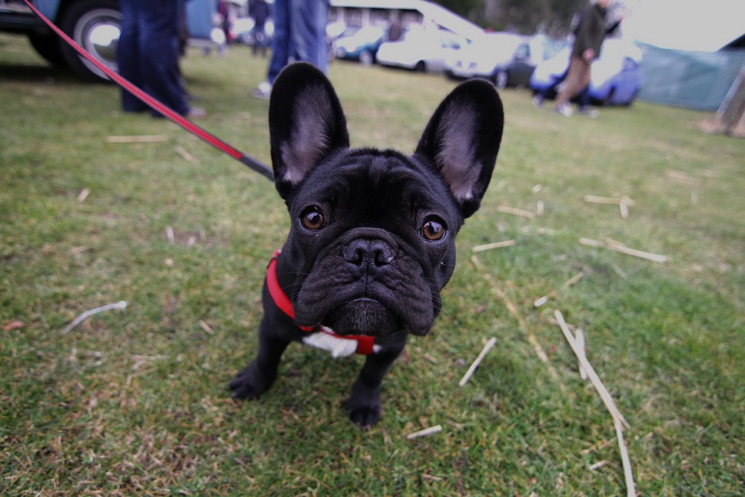 Bogami, kažeš, biću na teljevizija!?