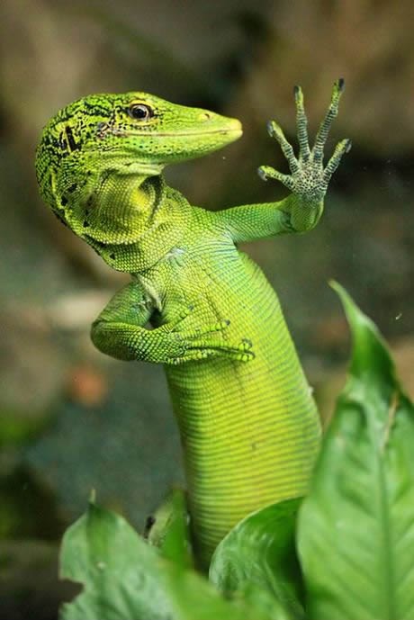 Fotogenični gušter zaustavio snimanje - a honorar?