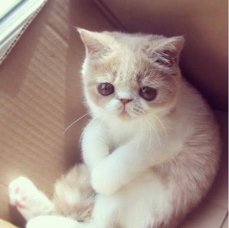 Kutija - najučinkovitija zamka za mačke