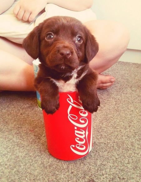 Umjesto šećera u Coli:)