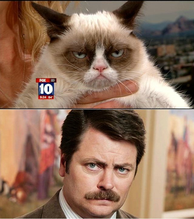 Mrzovoljni mačor postao zvijezda i našao izgubljenog brata