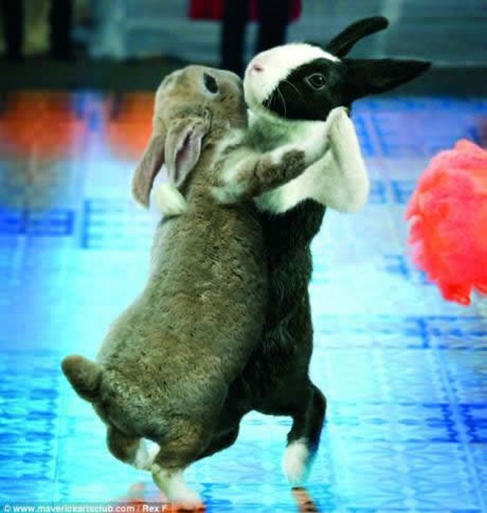 Zečji tango