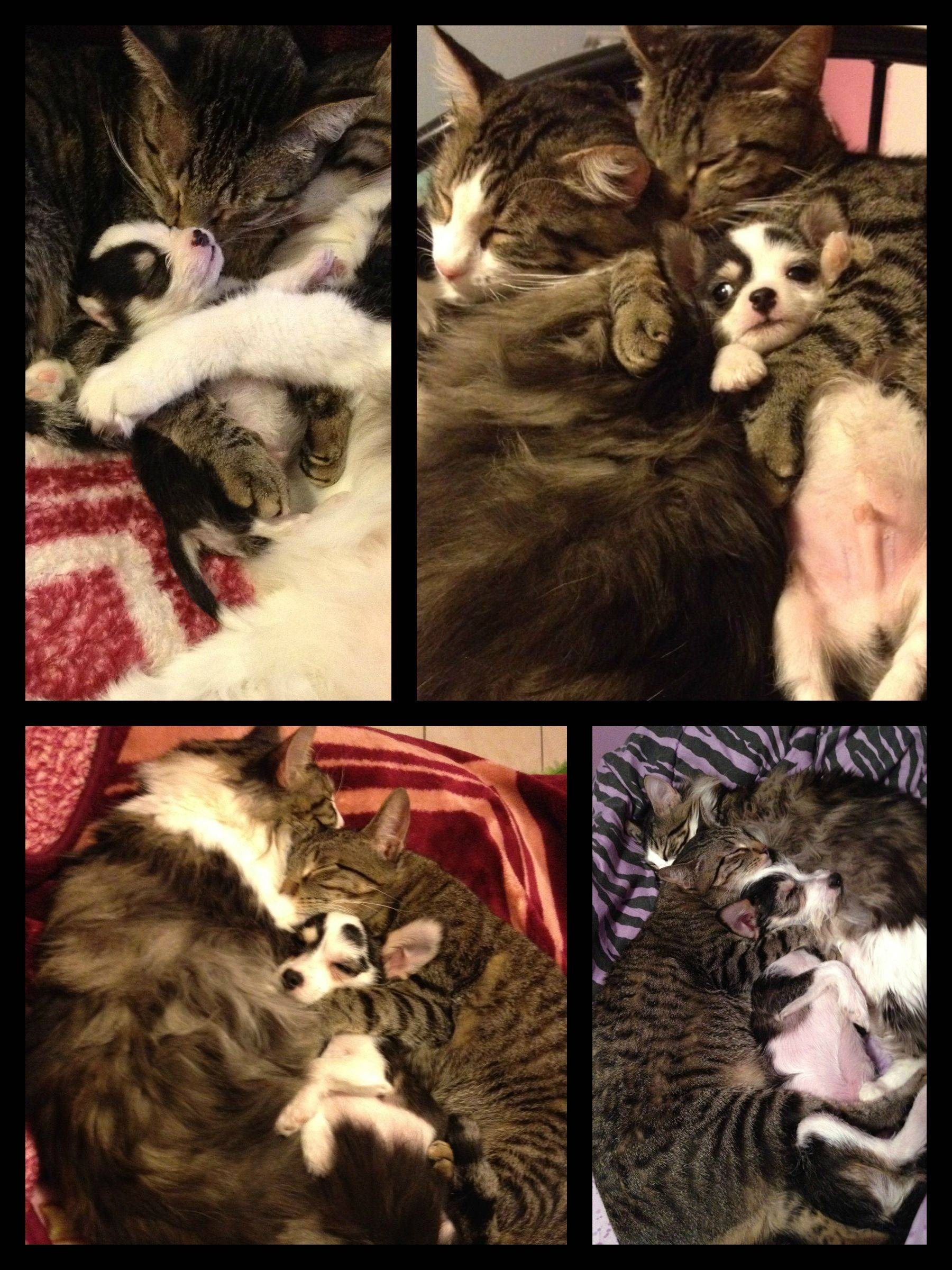 Mačka prihvatila psića kao svog