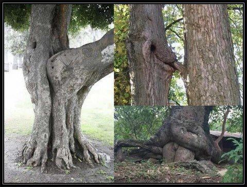 Šumica sva se trese - čak se i drveće počelo prašit ko ludo