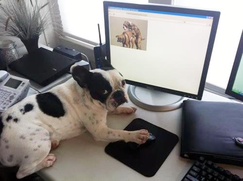 Pas uhvaćen kako gleda pornjavu - sram te budi!