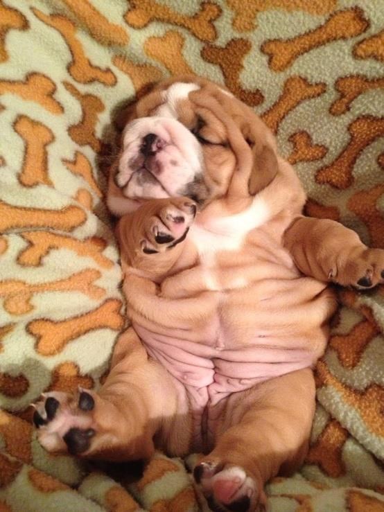 Zgužvani pas zaspao u raju od slasnih koskica