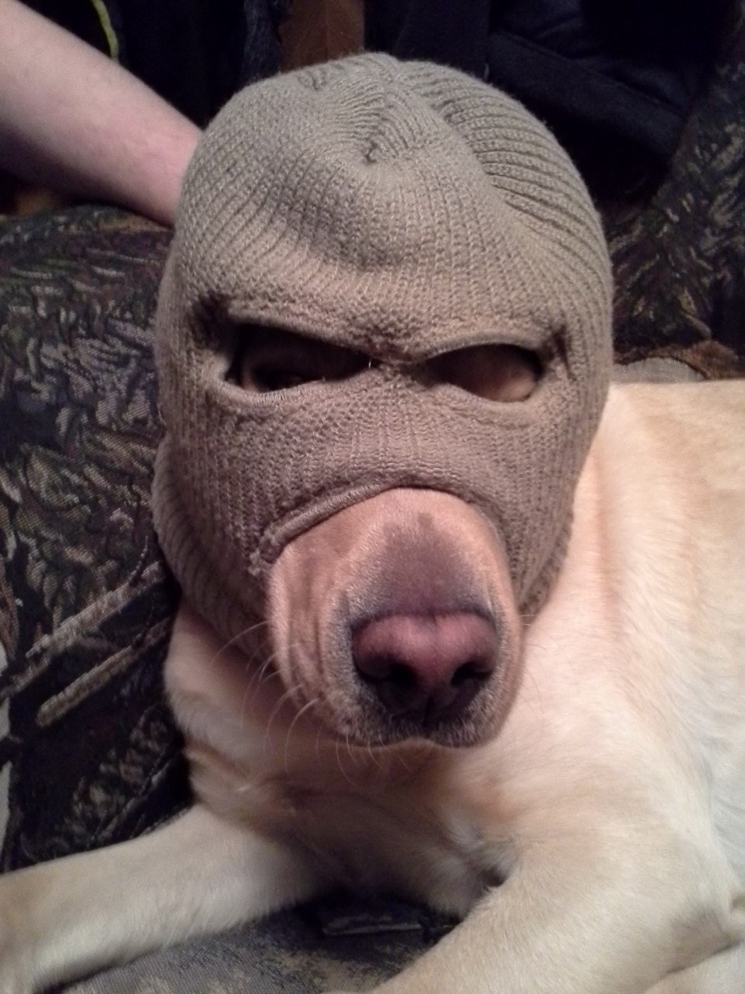 Uhvatili ga dok je pljačkao mesnicu