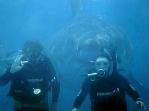 Društveni morski pas želi na fotku sa svojim prijateljima