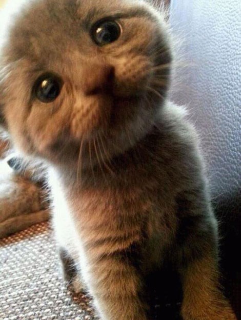 Mačketina je flafi za krepat