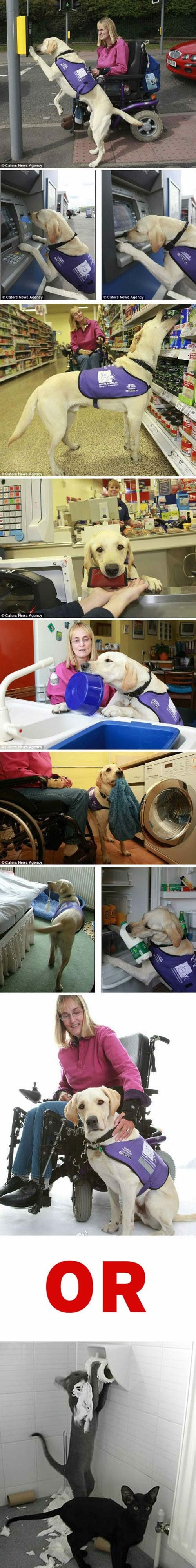 Koga biste radije imali - pametnog psa ili mačku?