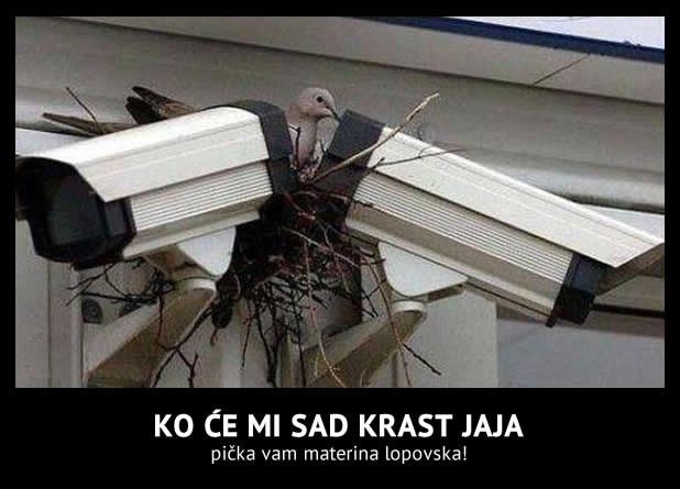 Bijesna golubica s novom tehnologijom čuvanja gnijezda