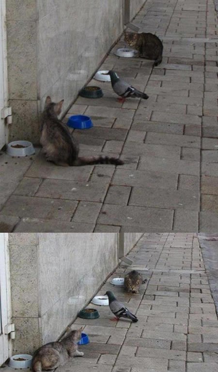 Golub pokorio ulične mačke - klanjaju mu se ponizno