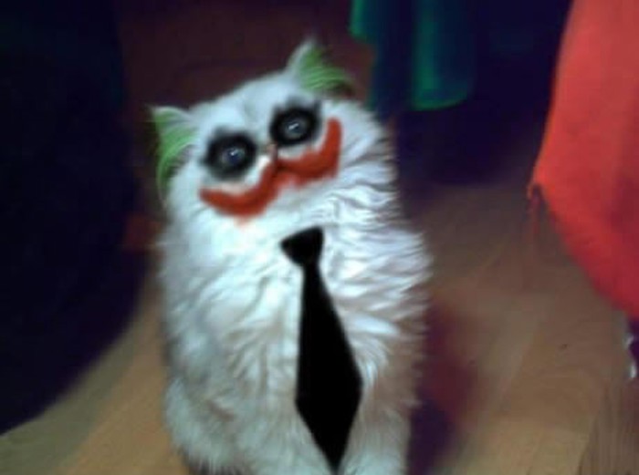 Meow so serious?