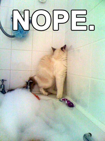 Neće grom u koprive ni mačka u vodu