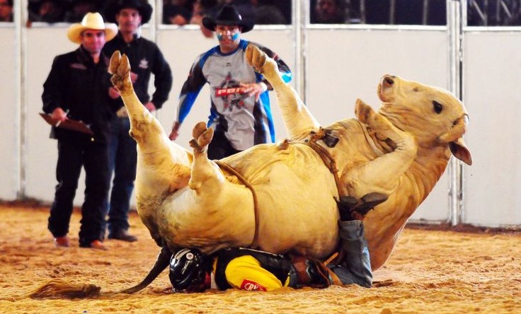 Moderni rodeo - bik zajašio jahača