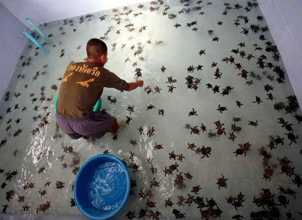 Spašene kornjačice plivaju bazenom dok im ne nađu dom