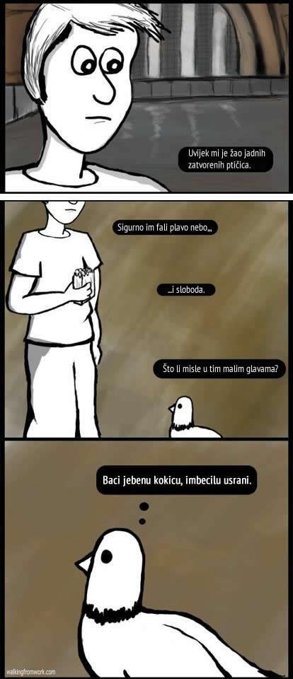 Što li misle jadne proste zatočene ptičice?