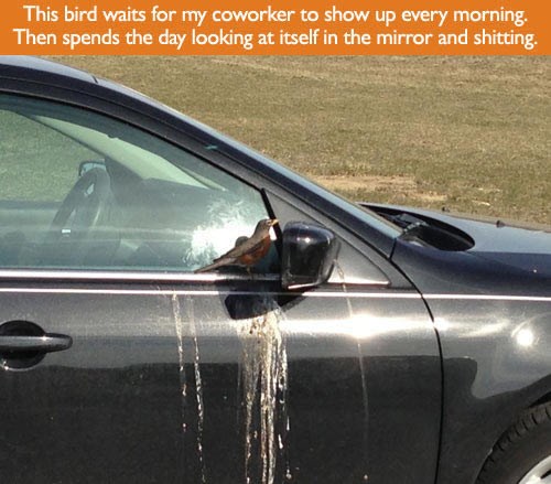 Zla ptičica mu svaki dan sere po autu dok se ulickava