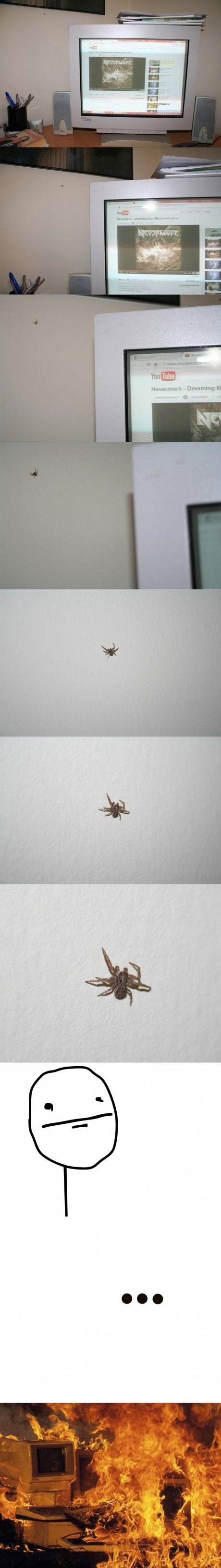 Nema drugog izbora kad vidiš pauka