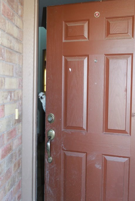 Nema nikoga, šta oš?