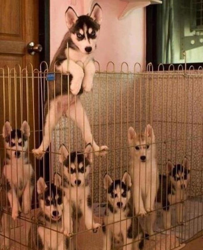 Možda si doma gazda, al tu si niko ni ništa!