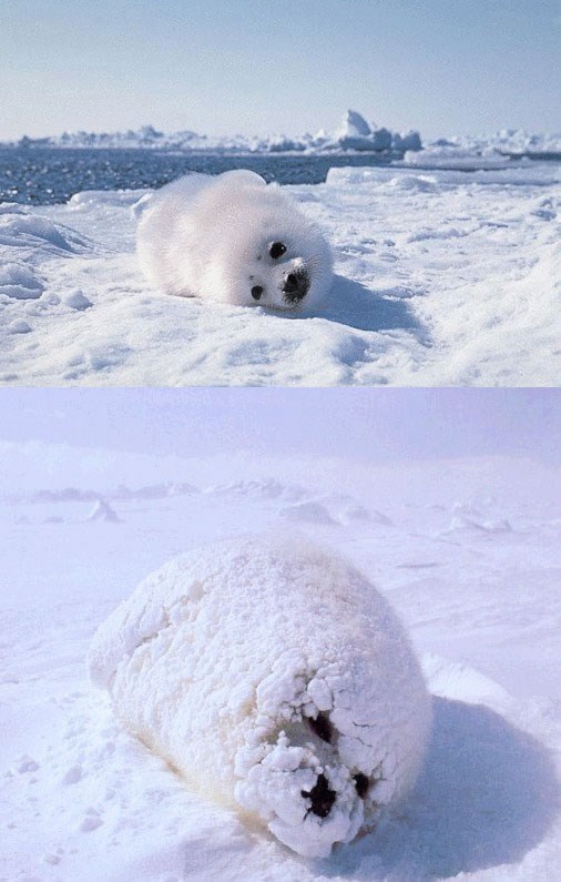 Beba tuljan se veseli i najmanjim stvarima u životu