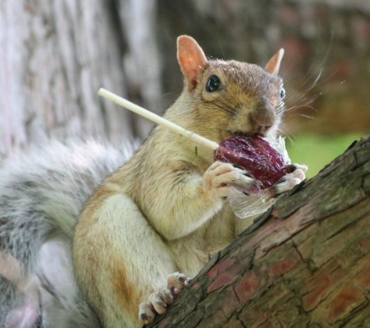 Jebeš orahe, lolipop rastura!