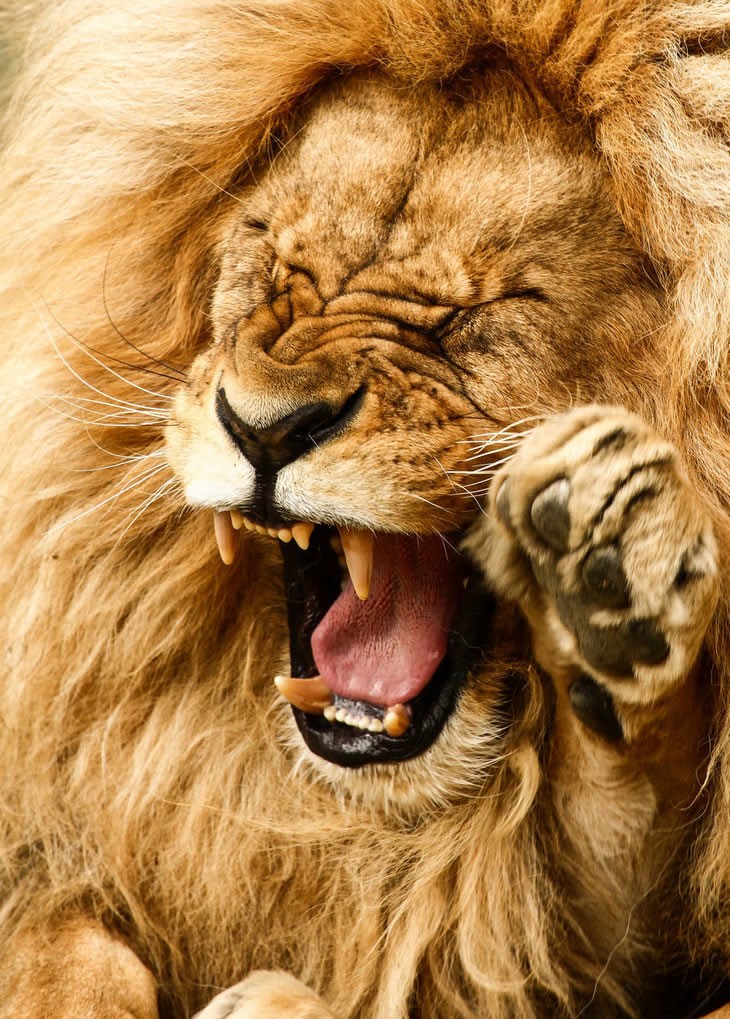 Kad razljutiš kralja džungle, bolje da si Usain Bolt