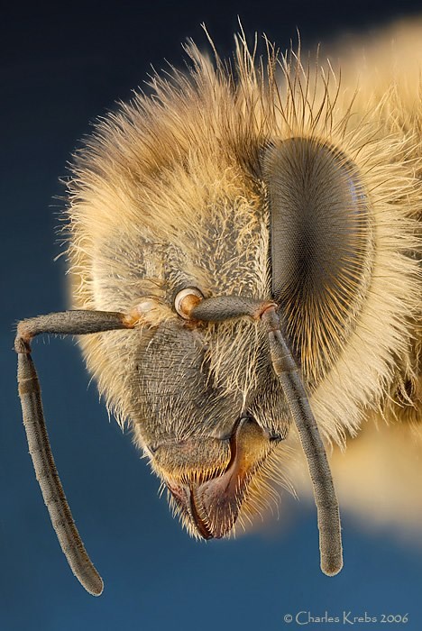 Pčela - oči u oči