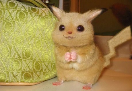 Ovako bi izgledao pravi Pikachu?