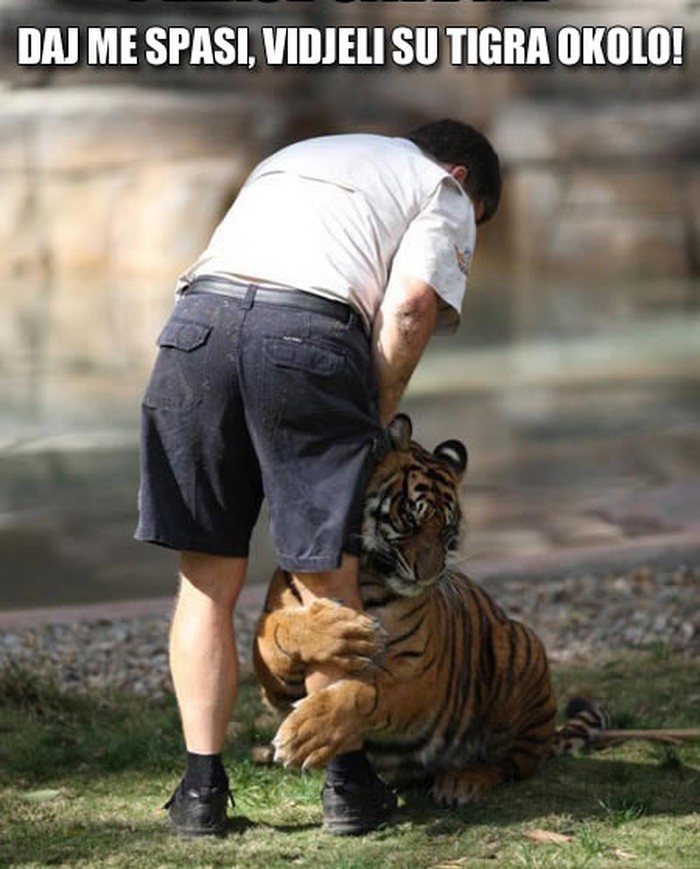 Kukavički tigar napunio gaće od straha