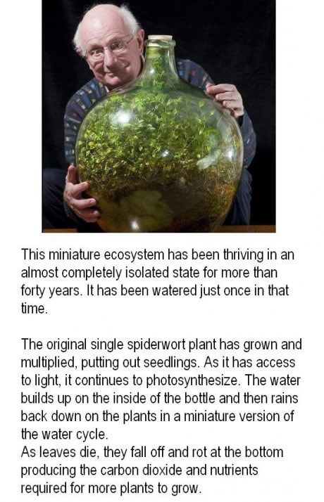 Mini-vrt preživio 40 godina zatvoren u boci