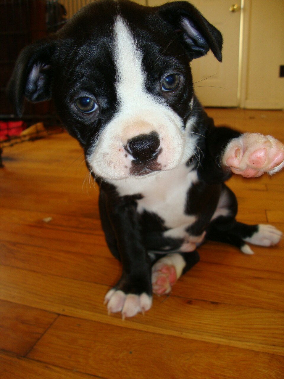 Prodao mačku? Daj pet