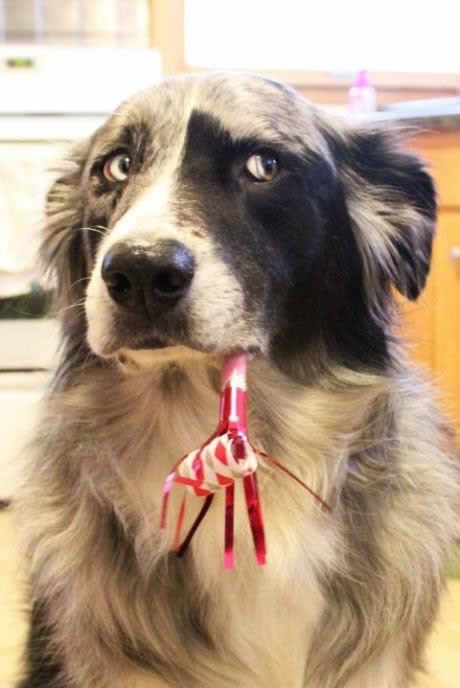 Rođendanska torta je samo lijepa laž, jelda? :(