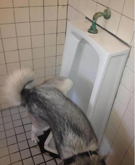 Pas napokon naučio koristiti pisoar